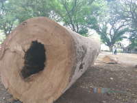 Sesuai Pergub, Retribusi Pembelian Kayu Masih Diberlakukan