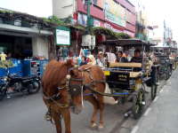 Asyiknya Naik Delman di Kawasan Malioboro