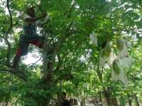 Agrowisata Kebun Belimbing Ngringinrejo Semakin Ramai Dikunjungi Wisatawan