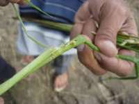 40 Hektare Padi di Bojonegoro Diserang Hama Beluk