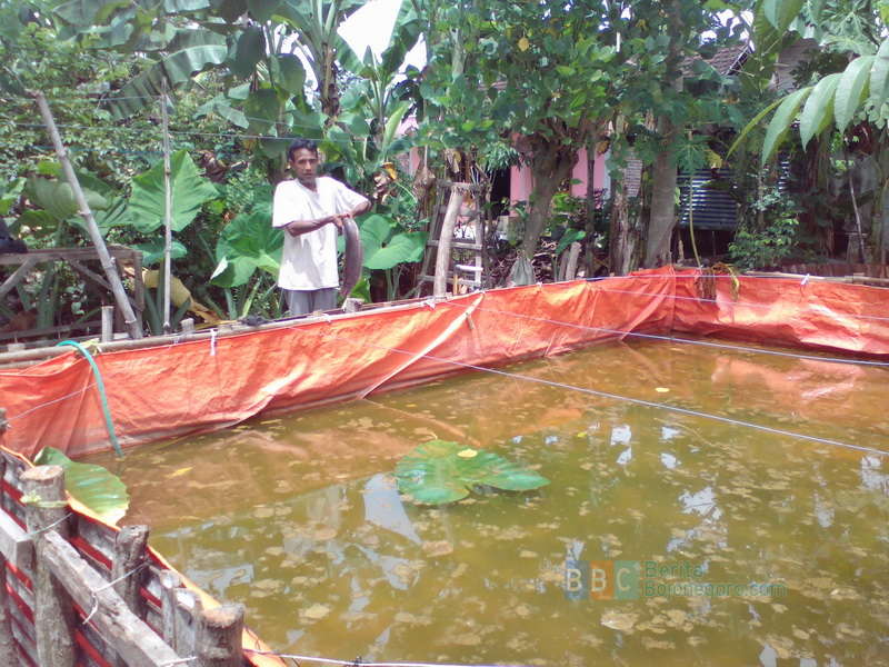 Terserang Virus, Lele 2,5 Kuintal Mati