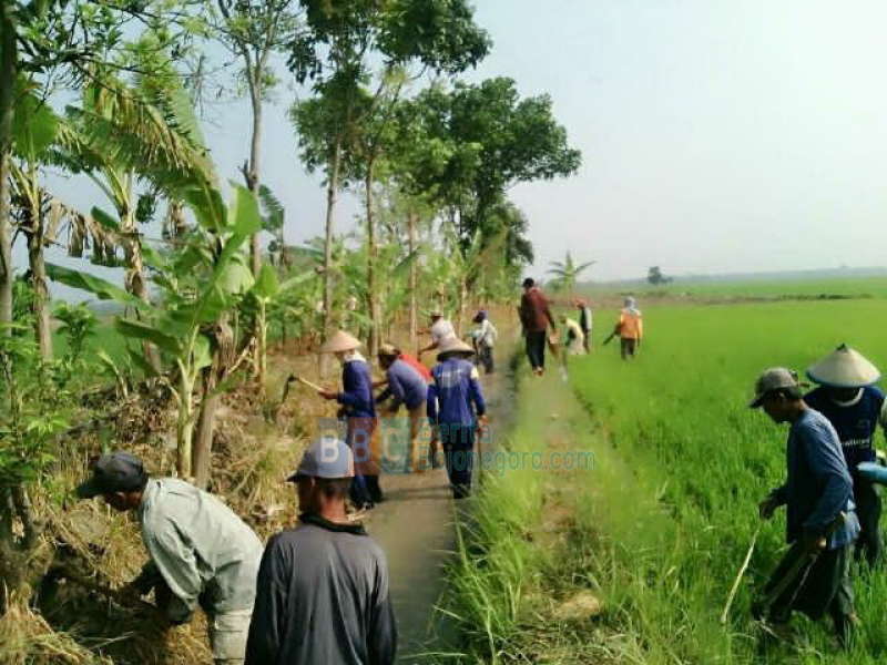 Tanaman Padi Seluas 593 Hektare di Bojonegoro Rusak Diserang Hama