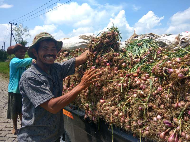 Harga Bawang Merah di Tingkat Petani Rp 17.000 Per Kilogram