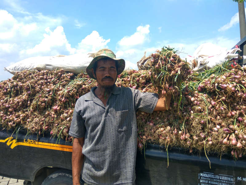 Petani Bawang Merah Keluhkan Mahalnya Harga Bibit