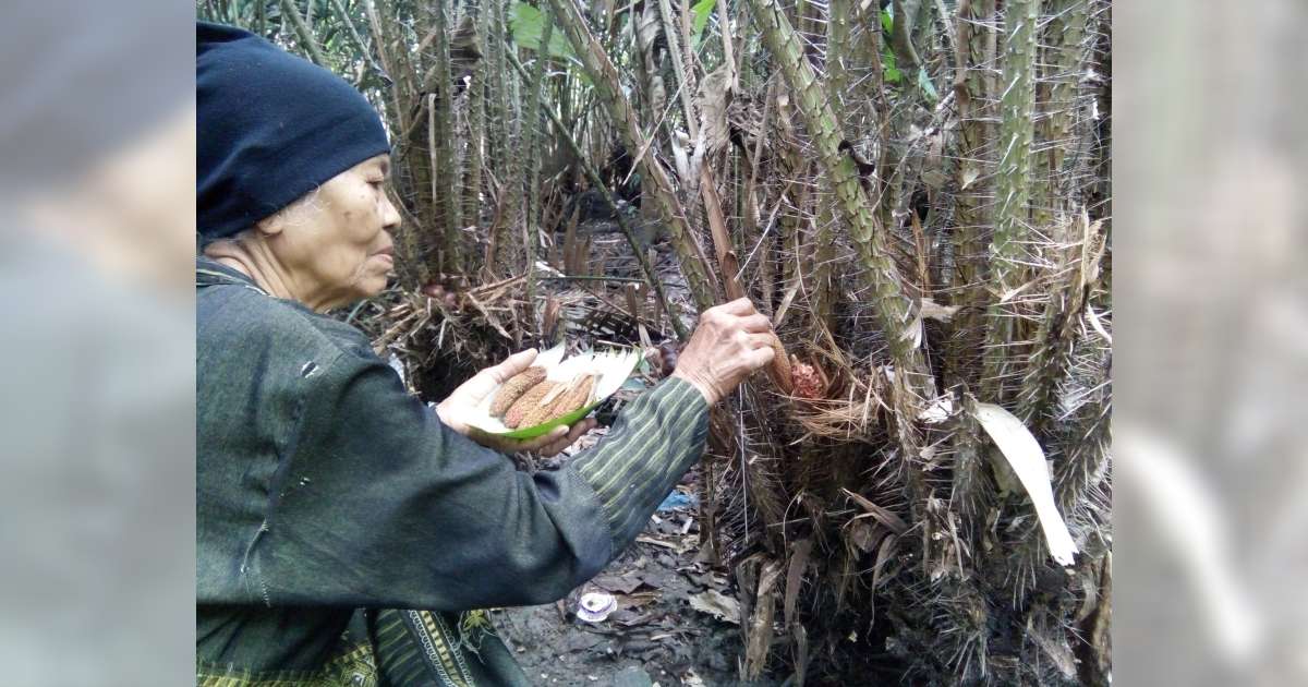 Nasib Pekebun Salak Wedi Yang Tak Seperti Dulu Lagi | BeritaBojonegoro.com