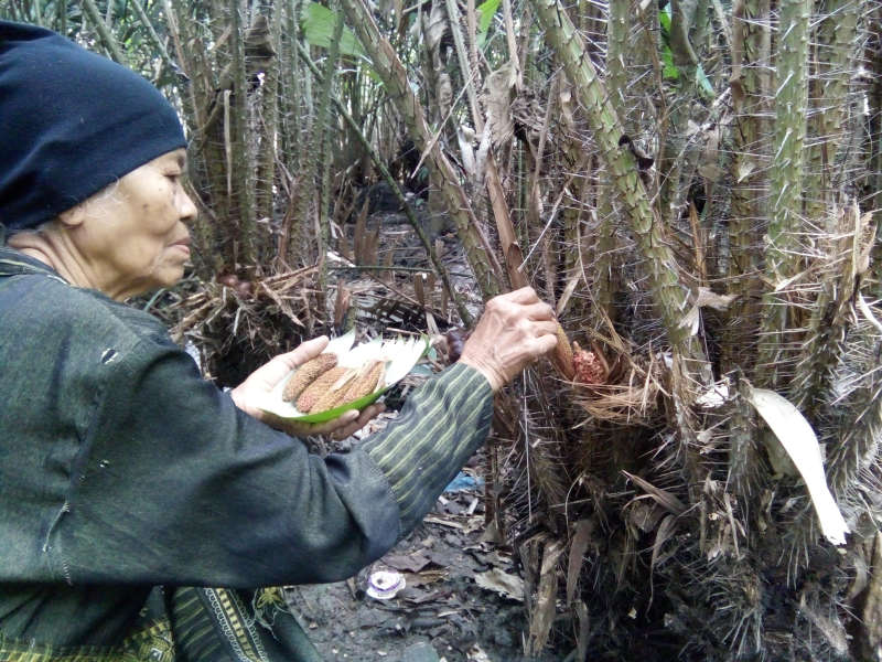 Nasib Pekebun Salak Wedi yang Tak Seperti Dulu Lagi