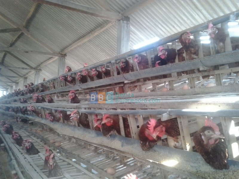 Masuk Musim Pancaroba, Ternak Ayam Seharusnya Segera Divaksin