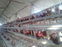 Masuk Musim Pancaroba, Ternak Ayam Seharusnya Segera Divaksin