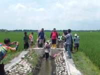1200 Ha Padi di Bojonegoro Diserang Wereng, Disperta Galakkan Pembasmian Hama