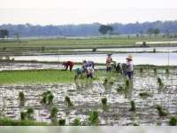 Petani Bantaran Bengawan Solo Nekat Tanam Padi Lagi