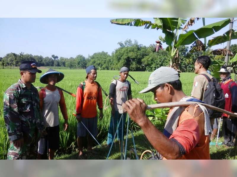 Prajurit TNI Koramil Sumberrejo Bantu Petani Basmi Wereng