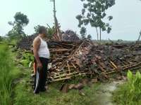 Angin Kencang Robohkan Rumah Produksi Jamur Tiram di Kanor