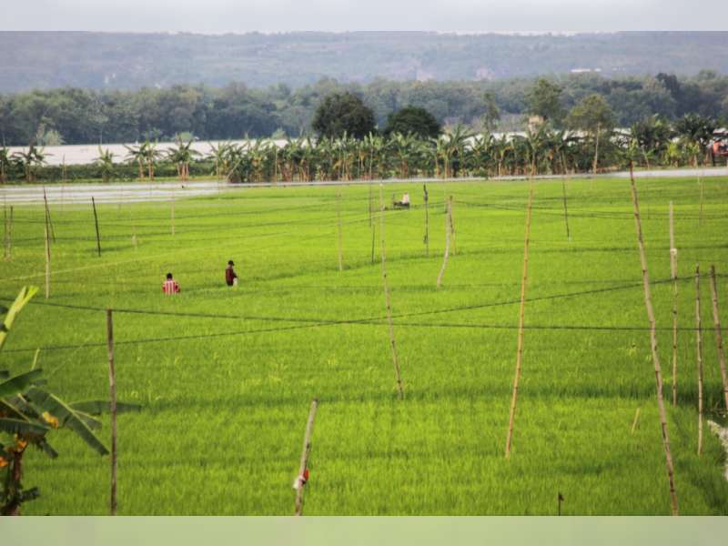 1.230 Hektare Tanaman Padi Diserang Hama Wereng
