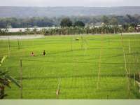 1.230 Hektare Tanaman Padi Diserang Hama Wereng