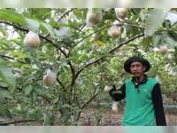 Tahun 2017 Disperta Anggarkan 150 Ribu Bibit Jambu