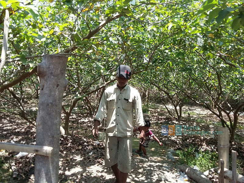 Tahun Ini Pengadaan Bibit Jambu Diserahkan Pemerintah Desa