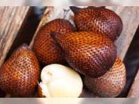 Ribuan Salak Wedi Gratis Bakal Manjakan Masyarakat Bojonegoro