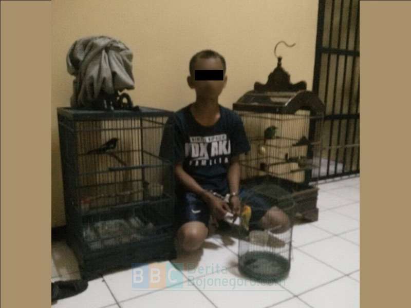 Kepergok Saat Beraksi, Maling Burung di Baureno Diamankan Polisi