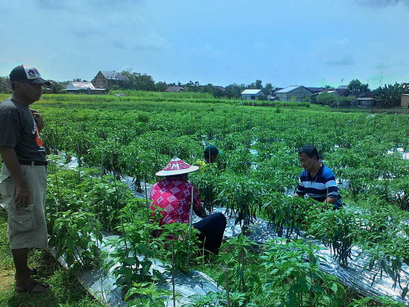 Kuswiyanto Apresiasi Kelompok Tani Organik di Desa Ngampel