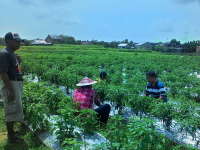 Kuswiyanto Apresiasi Kelompok Tani Organik di Desa Ngampel