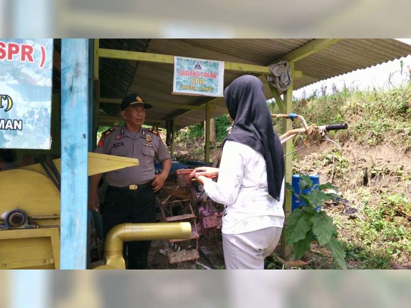 Besok Bojonegoro Kedatangan 103 Sapi Brahman Cross dari Australia