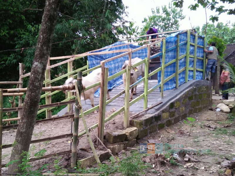 70 Ekor Sapi Australia Tiba di Kasiman