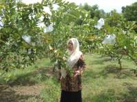 Petani Desa Padang Akui Jambu Kristal Lebih Menguntungkan