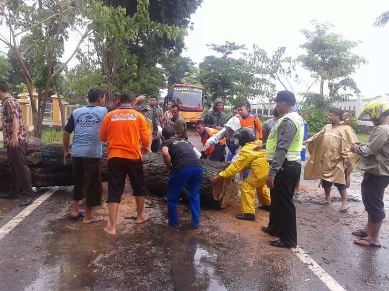 Pohon Besar Tumbang di Tengah Jalan, Lalu Lintas Sempat Macet&nbsp;