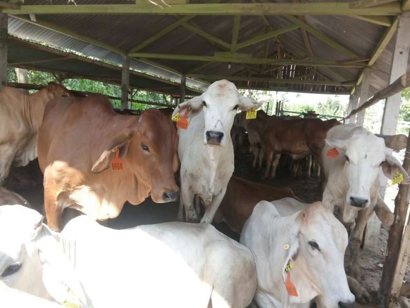 103 Ekor Sapi Bantuan dari Australia Dijamin Bebas Antraks