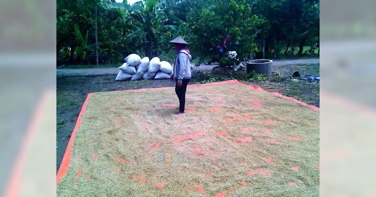 Tiap Hari Hujan, Petani Kesulitan Menjemur Padi  Berita 