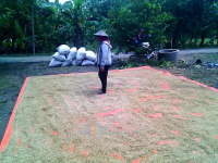 Tiap Hari Hujan, Petani Kesulitan Menjemur Padi