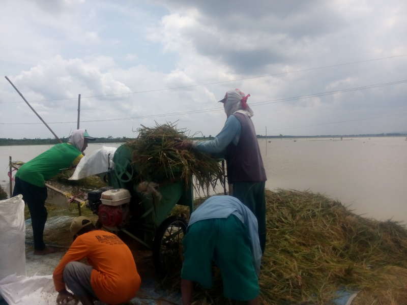 Petani Daerah Bantaran Bengawan Solo Terpaksa Panen Dini Tanaman Padi