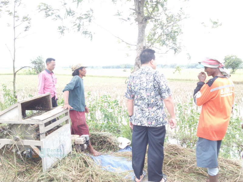 Banjir Datang, Petani Panen Dini di Kapas