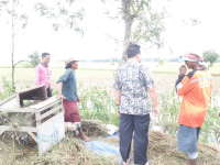 Banjir Datang, Petani Panen Dini di Kapas