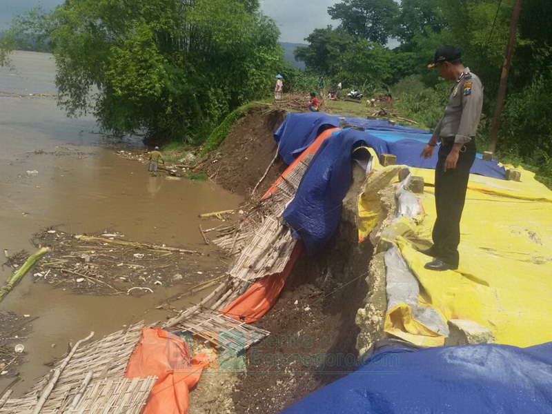 Tanggul Penahan Bengawan Solo di Kecamatan Kanor Alami Longsor