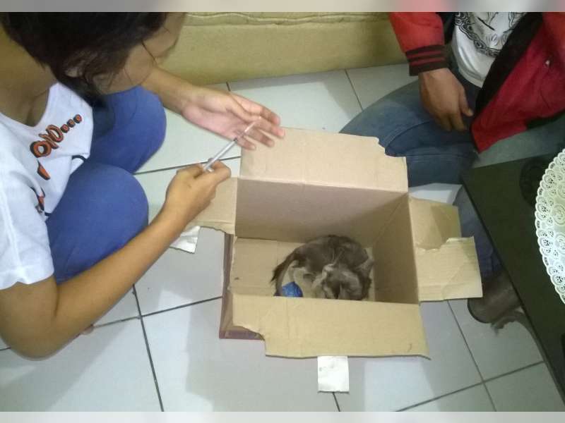 Skabies, Penyakit Ini Sering Serang Kucing di Musim Hujan