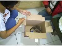 Skabies, Penyakit Ini Sering Serang Kucing di Musim Hujan