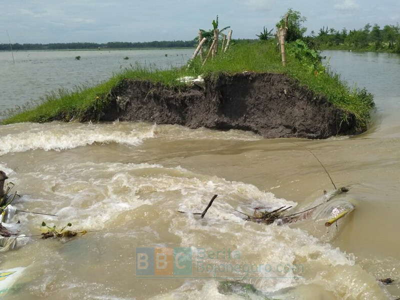 Tanggul Kali Apur Ingas di Kanor Jebol, Puluhan Hektare Lahan Siap Tanam Tergenang