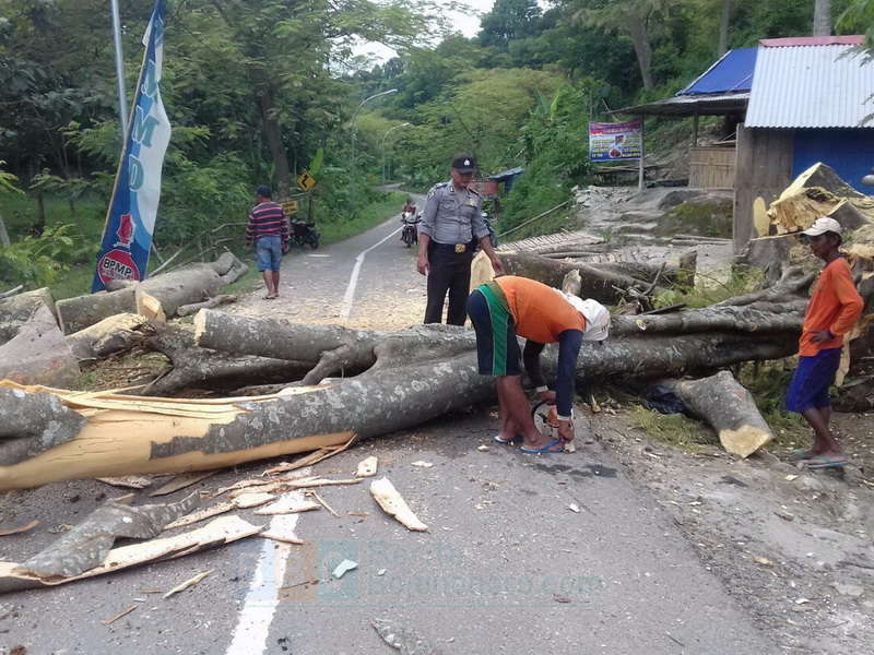 Pohon Tumbang Halangi Jalan Menuju Atas Angin