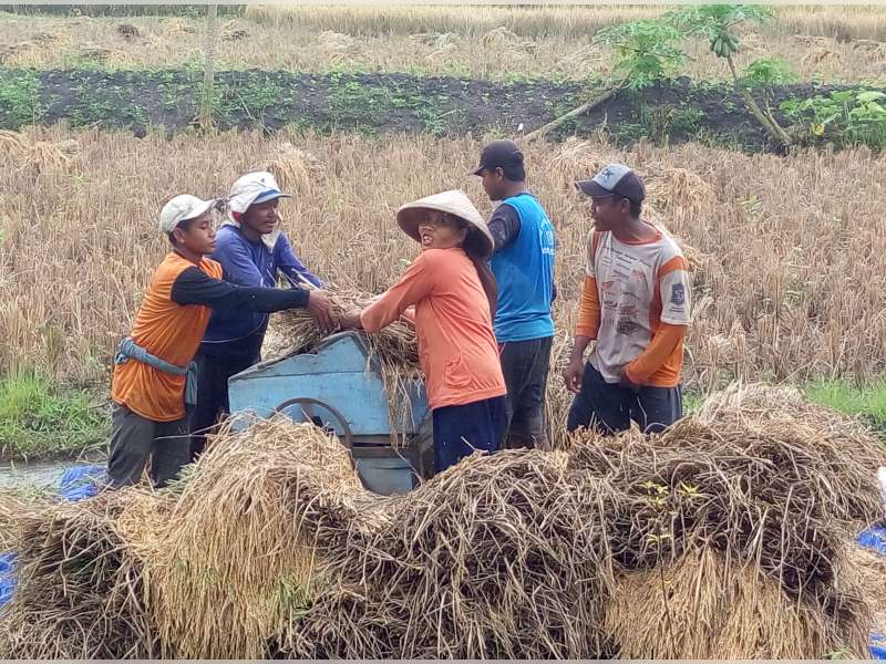 2840 Ha Lahan Padi di Bojonegoro Memasuki Musim Panen