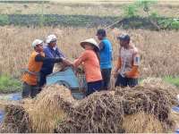 2840 Ha Lahan Padi di Bojonegoro Memasuki Musim Panen