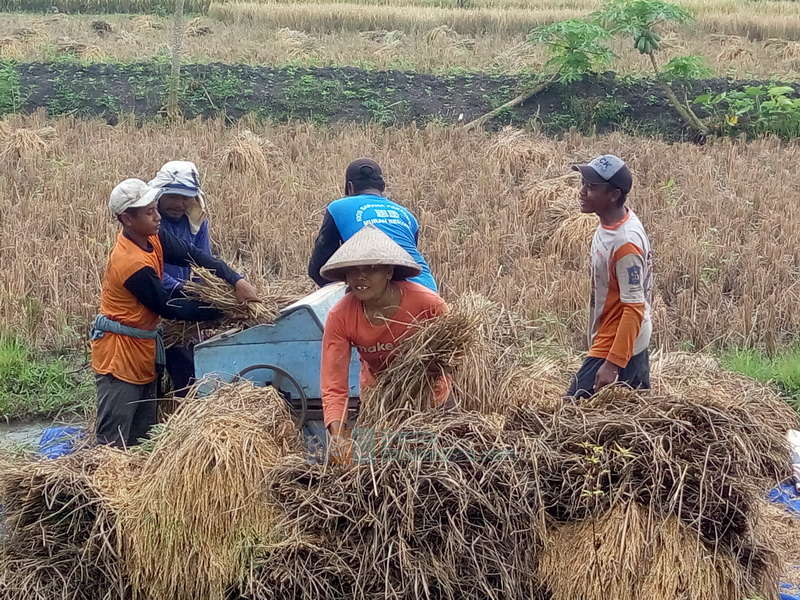Ketersediaan Pupuk Bersubsidi di Bojonegoro Hanya Sampai Musim Panen Kedua