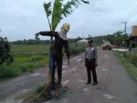 Warga Gayam Tanam Pohon Pisang di Jalan Berlubang