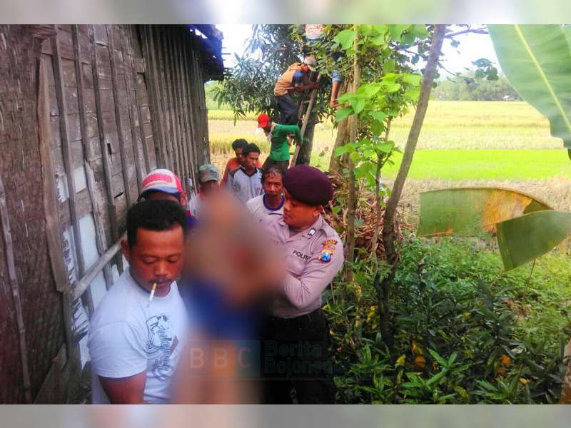 Seorang Kakek di Parengan, Meninggal Dunia di Atas Pohon Waru Akibat Tersengat Listrik