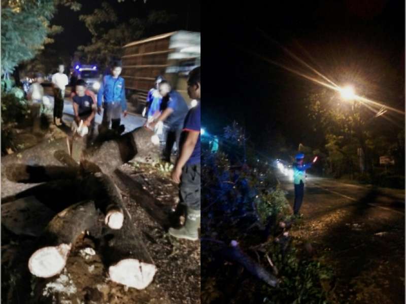Pohon Tumbang di Baureno, Lalu Lintas Sempat Terganggu