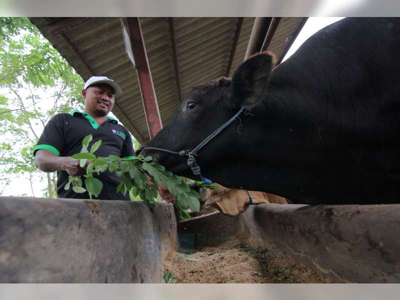 KBSR Percontohan Usaha Ternak di Bojonegoro, Beternak Nyaman dan Menguntungkan