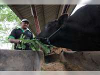 KBSR Percontohan Usaha Ternak di Bojonegoro, Beternak Nyaman dan Menguntungkan