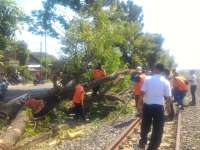 Kereta Tabrak Batang Pohon yang Melintang di Rel