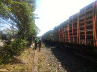 Tabrak Pohon Tumbang, Kereta Api Argo Anggrek Merugi Rp 50 Juta