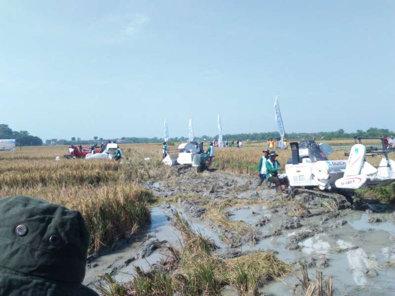 Bulog Siap Beli Gabah Kering Petani Rp 3700 Perkilogram